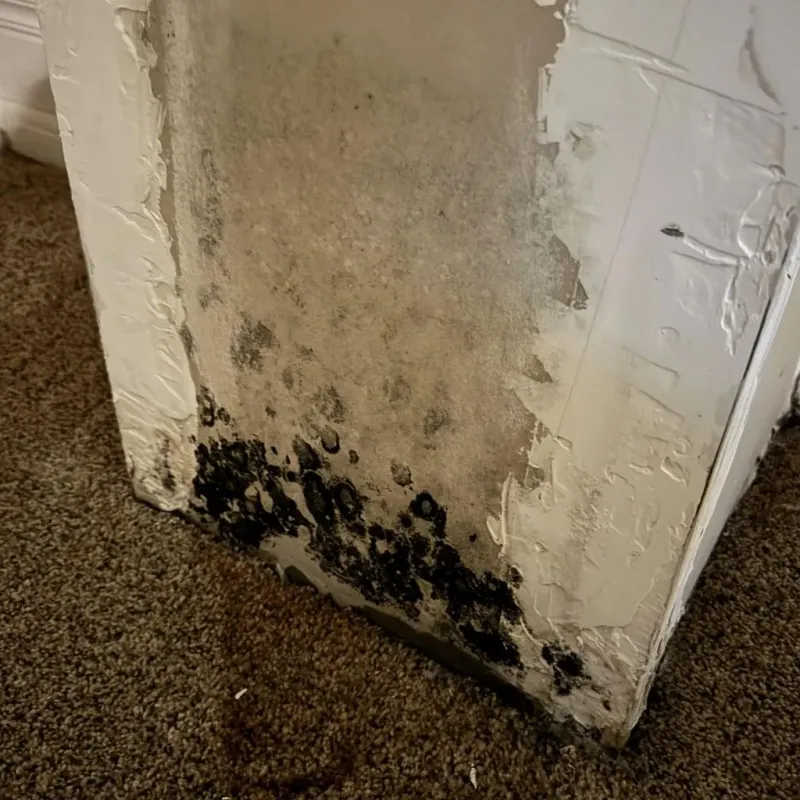 Professional Mold Removal in Orion, IL